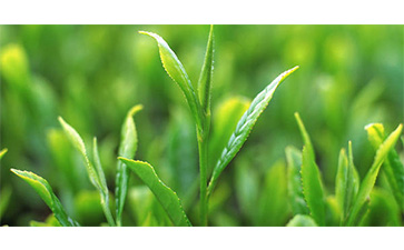 茶葉質量追溯管理系統可以實現哪些功能?具有哪些優點?