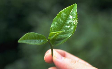 茶葉二維碼追溯系統的特點